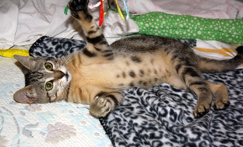 Virgo, ronroneador y guapo gatito pardo Tabby esterilizado, nacido en Mayo´19, en adopción. Valencia. ADOPTADO. 48454317221_dca0e302d1