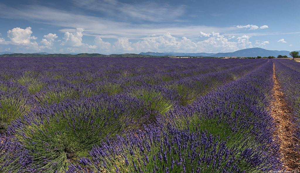 Lavander fields with beautiful clouds near Valensole, Provence