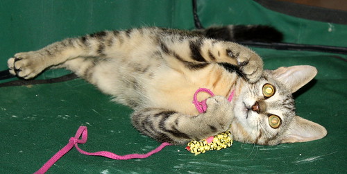 Virgo, ronroneador y guapo gatito pardo Tabby esterilizado, nacido en Mayo´19, en adopción. Valencia. ADOPTADO. 48454486517_62da5aca27
