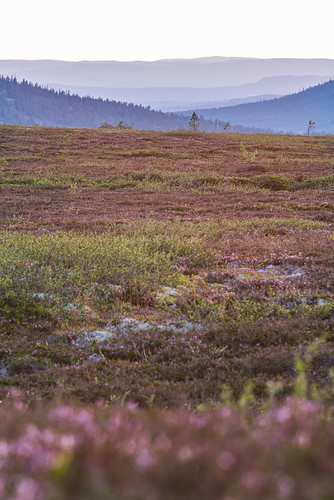 dalarna evening sommar summer view foliage himmel landsbygd landscape sky utsikt sälen dalarnacounty sweden