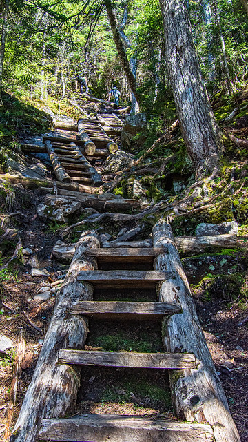 Ladders on the Willey Range Trail