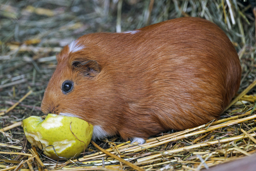 can guinea pigs eat figs
