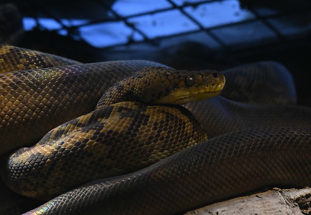 Timor Python | Flickr
