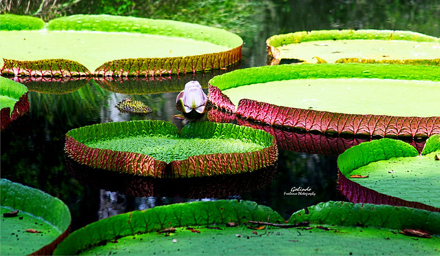 IMG_4377 Giant Water Lilies