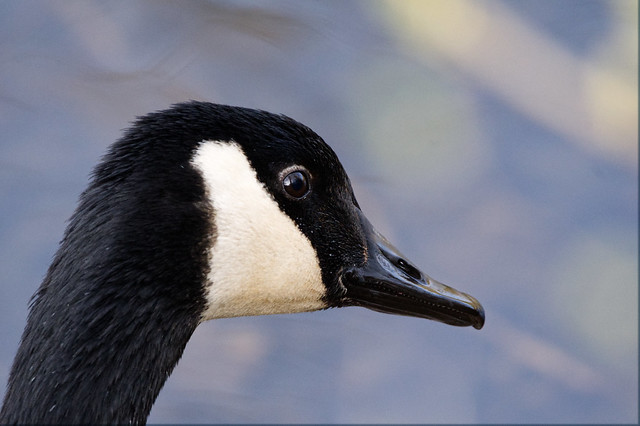 Close up and personal with a Canadian Goose