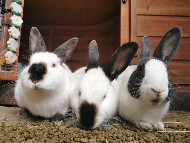 My 5 Rabbits! | Rabbits United