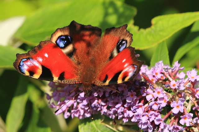 Peacock butterfly