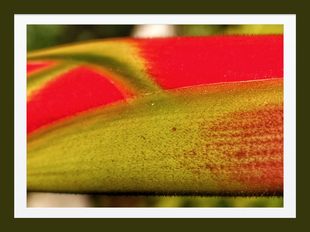 Macro Mondays. Complementary Colours. Heliconia pendula. HMM:)