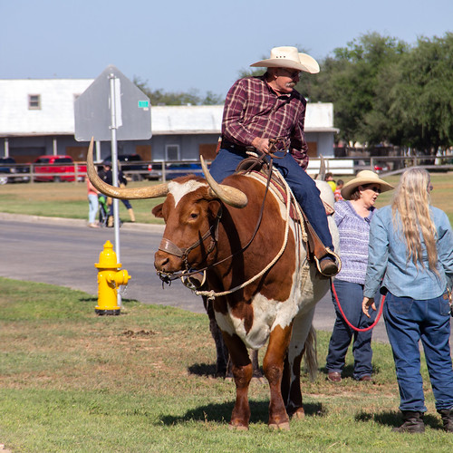 Cowboy Is Riding Texas Long Horn Steer Photograph by Irina 