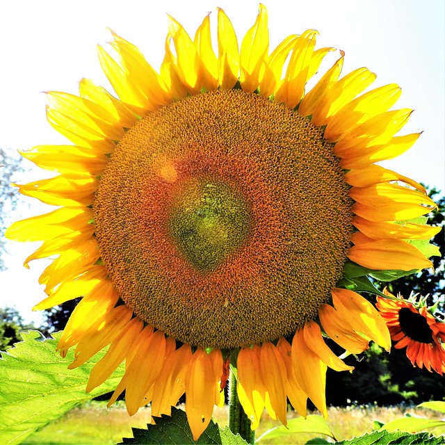 Sunflower / Tournesol