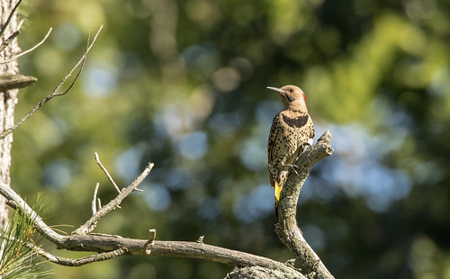 2019 august kevinpovenz oceanacounty oceana mears silverlake vacation bird northernflicker wildlife outside outdoors canon7dmarkii sigma150600 green blue pose nature tree limb