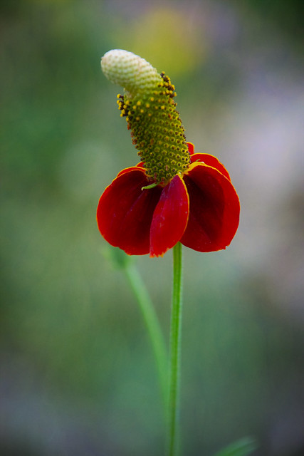Forest cone flower