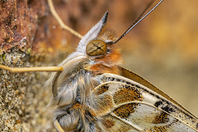 Common buckeye butterfly (DSCF2875)