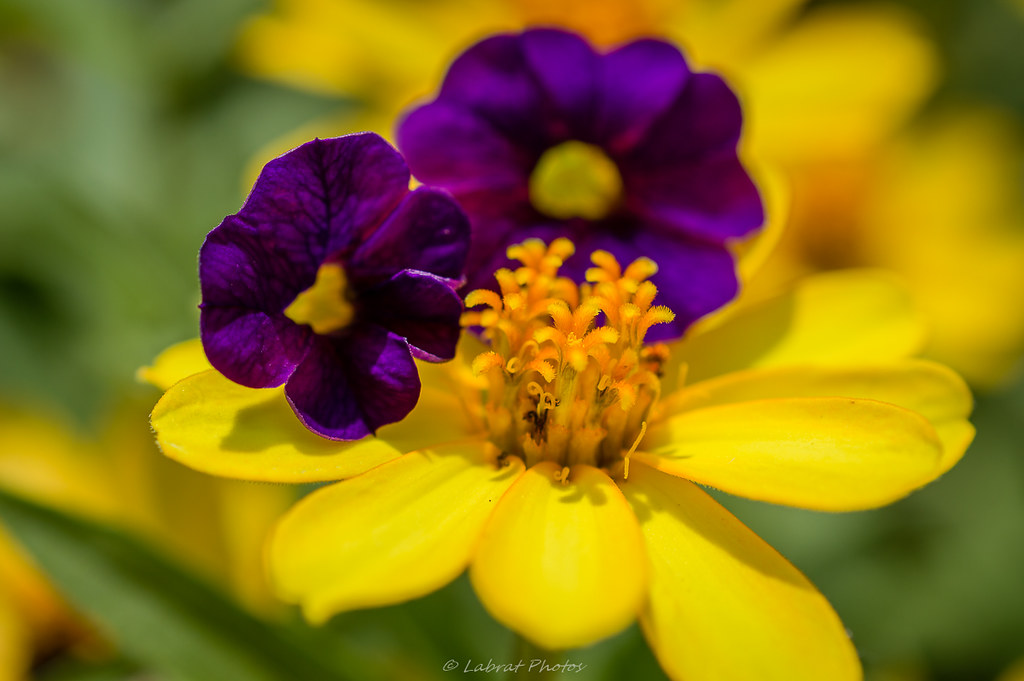 How Does My Garden Grow With Complementary Colors Most Flickr