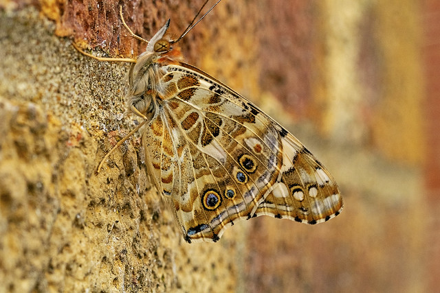 Common buckeye butterfly (DSCF2878)