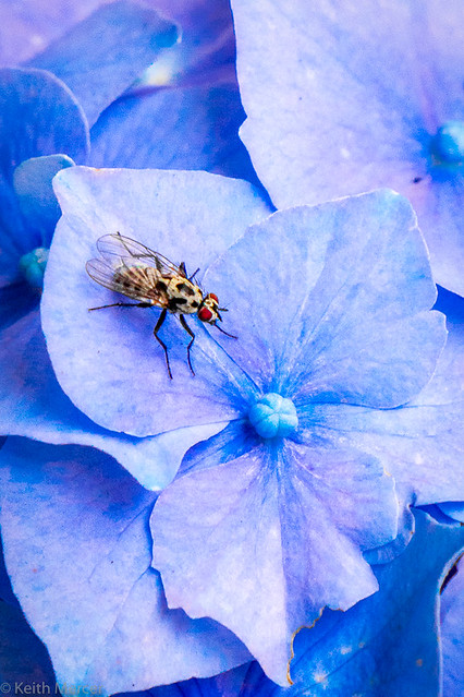 Tiny fly on hydrangea