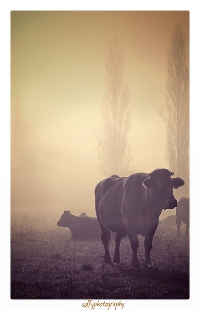 Vache dans la brume - Cow in the mist