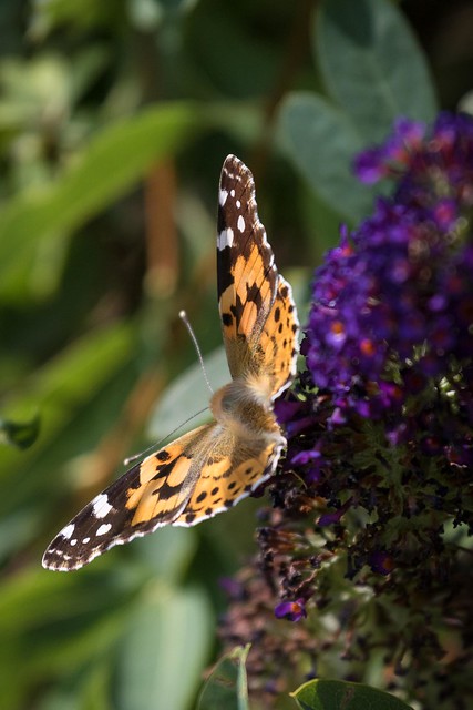 A painted lady