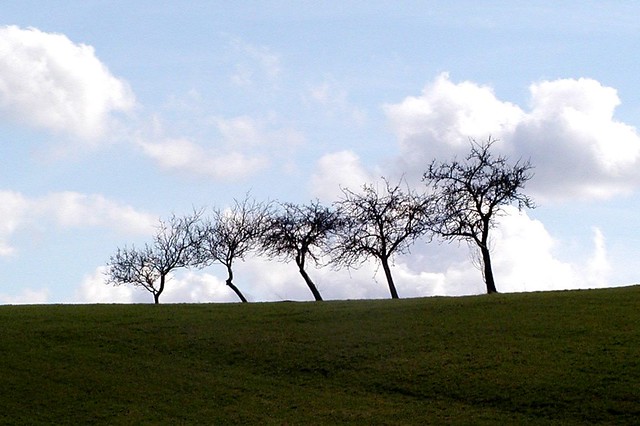 Fünf Bäume
