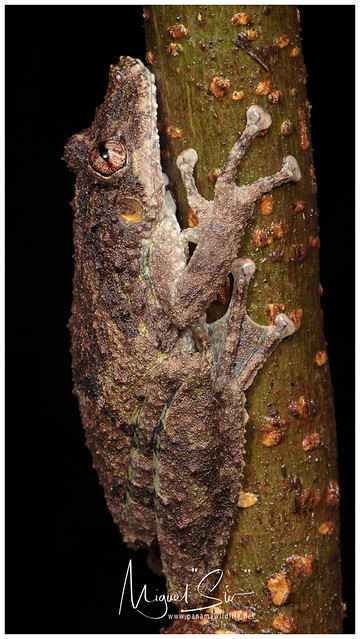 Boulenger's Snouted Treefrog / Rana narizona de Boulenger