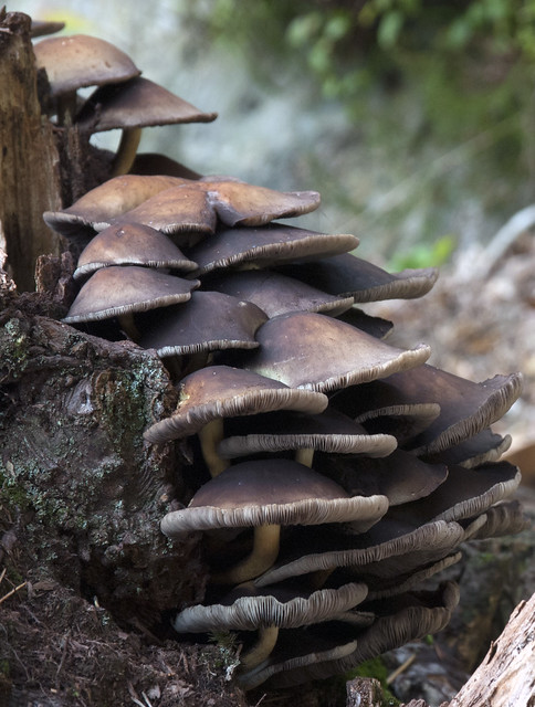 friendly mushrooms