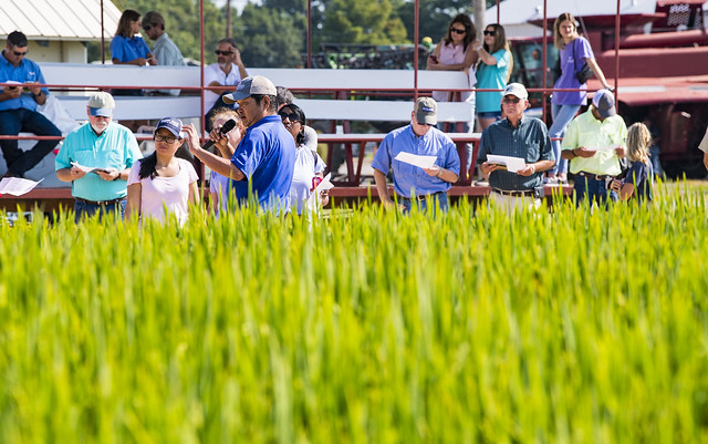 Xuyan Sha speaks to observers in a field of rice