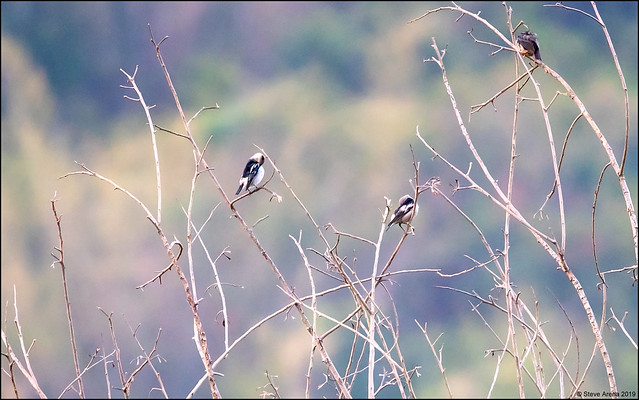 Daurian (Agropsar sturninus) and Chestnut-tailed Starling (Sturnia malabarica)