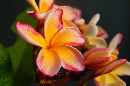blomst flower macro makro closeup plumeria californiasunset