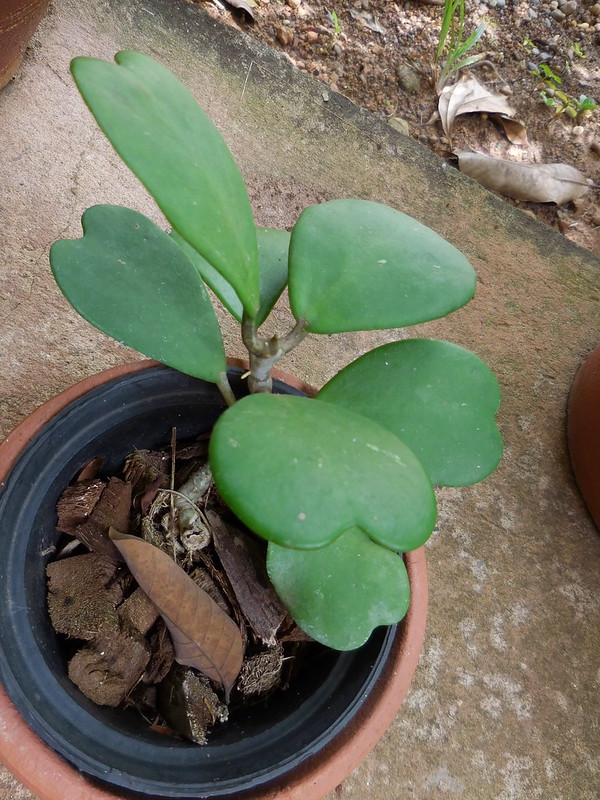 Hoya kerrii Craib Asclepiadaceae (Apocynaceae)-sweetheart plant, luck heart, หัวใจทศกัณฐ์ 1