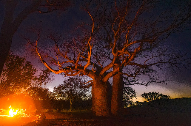 Camp fire in the Kimberley's