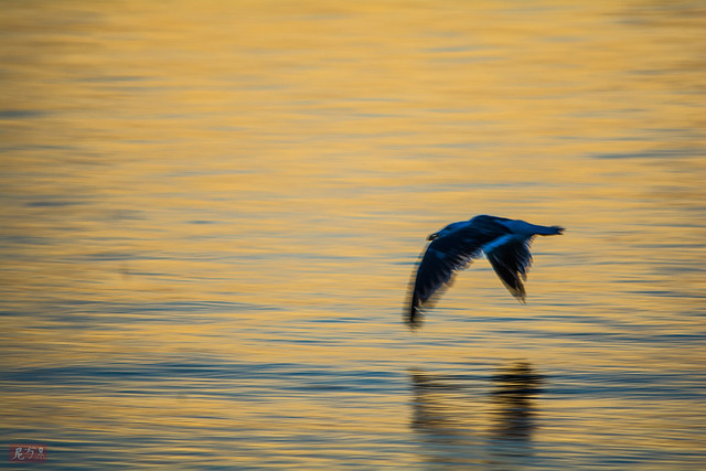 Seagull flying over the sea.