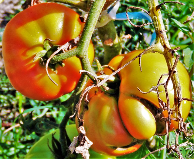 Tomatoes / tomates
