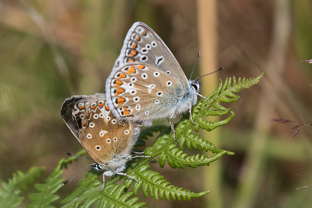 Common Blue Butterflies