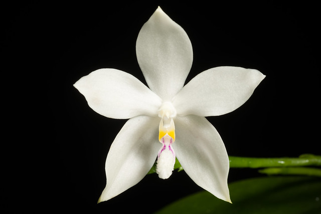 [Sumatra, Indonesia] Phalaenopsis tetraspis Rchb.f., Xenia Orchid. 2: 146 (1870)