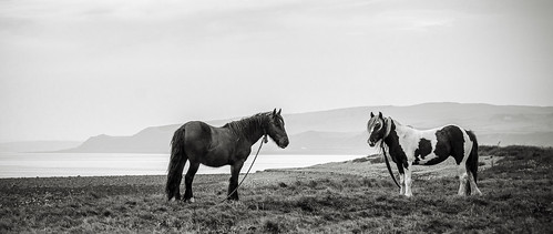horse horses landscape seascape black white