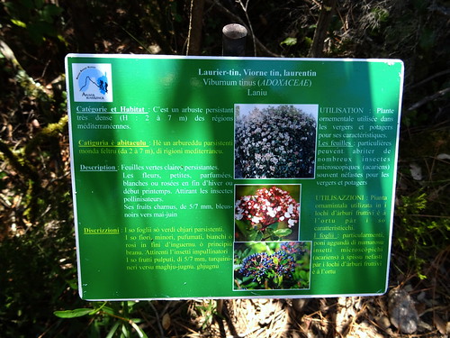 Panneaux botaniques : Laurier-tin