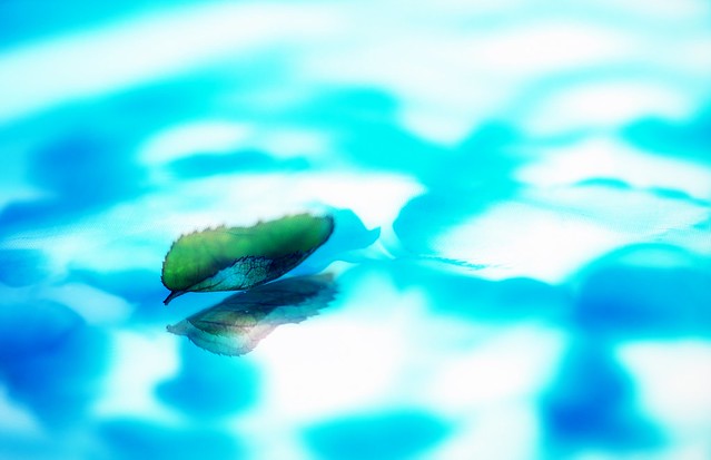Swimming leaf