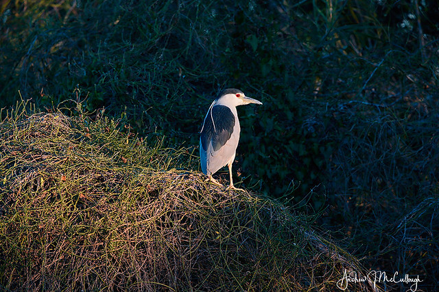 Edge of Night: Black-crowned Night Heron