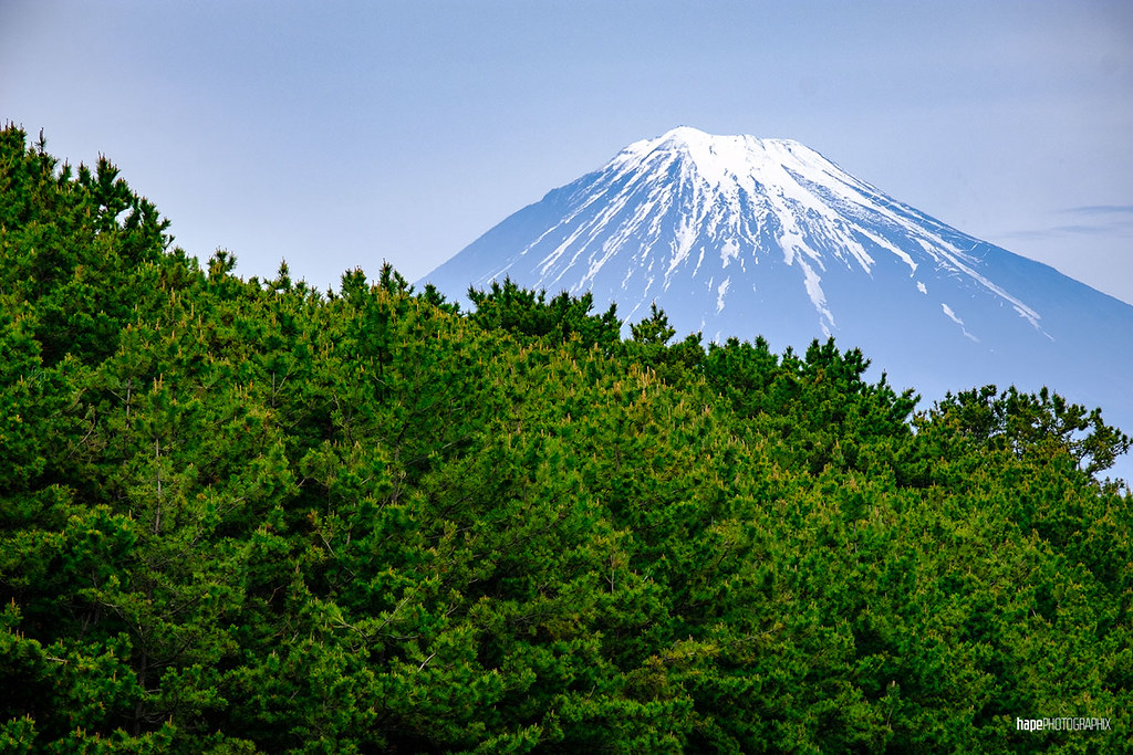 Pine forest off Mt. Fuji