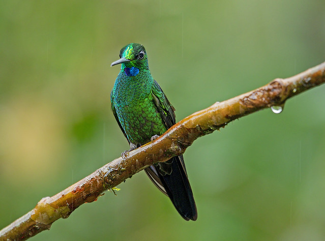 green-crowned brilliant