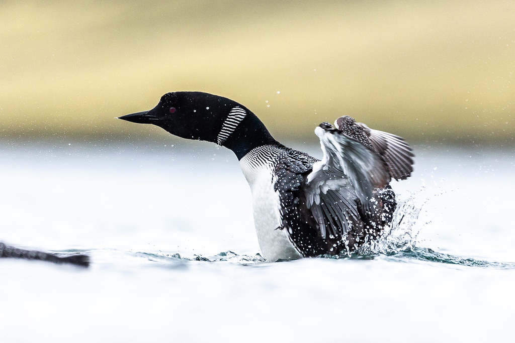 Himbrimi / Great northern diver
