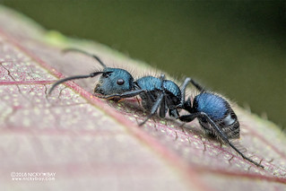 Blue ant (cf. Echinopla striata) - DSC_6269
