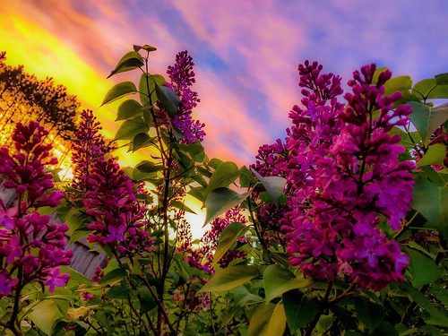 sunset fragrance blooms lilacs purple