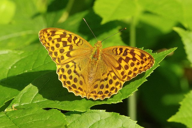 K32P6873c Silver-washed Fritillary, Monks Wood, July 2019