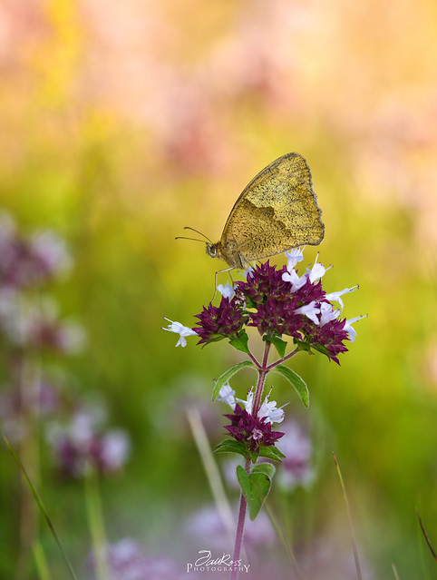 Meadow Brown at RSPB Winterbourne Downs.