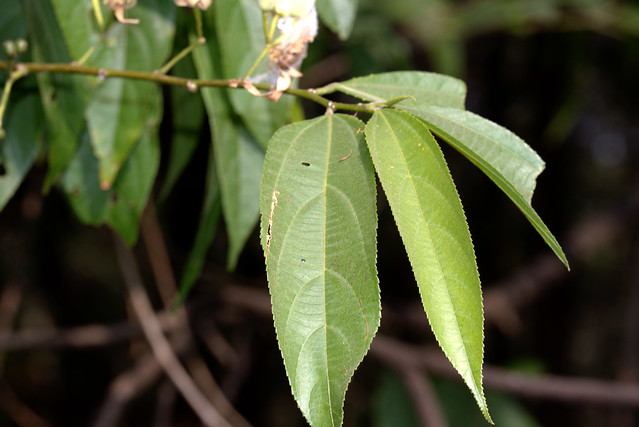 ecosystem/flora/Kawri(Grewia serrulata)