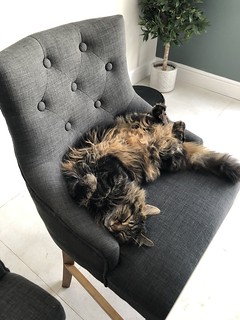 Lazy Coco