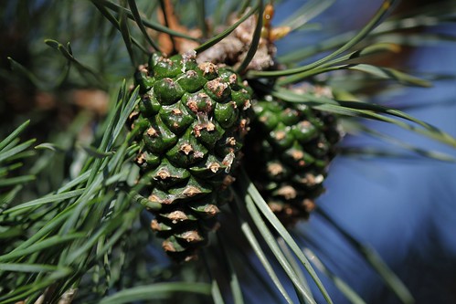 Pinus sylvestris - pin sylvestre - Page 2 48481527231_0048fa192e