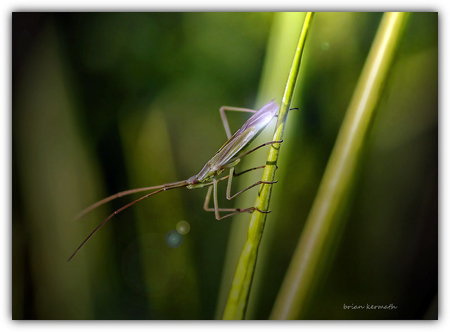 grass bug
