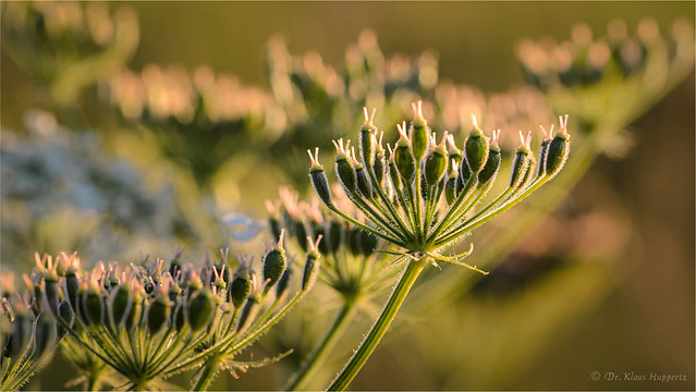 hogweed seeds in evening light